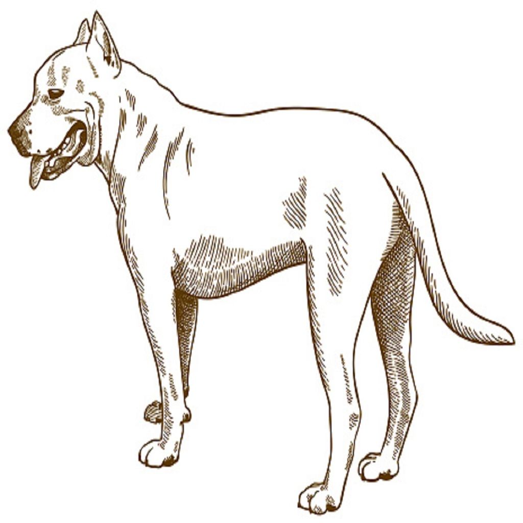 que-significa-soñar-con-una-pelea-de-perros